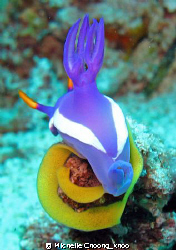 Bullocki nudi perched to lay its  eggs- truly a "Jewel of... by Michelle Choong_khoo 